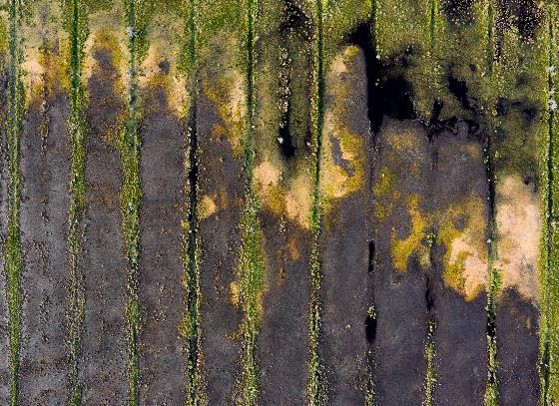 Aeriel view of wetland